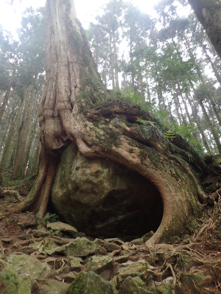 P3257958.JPG - 阿里山  二萬平  抱石神木