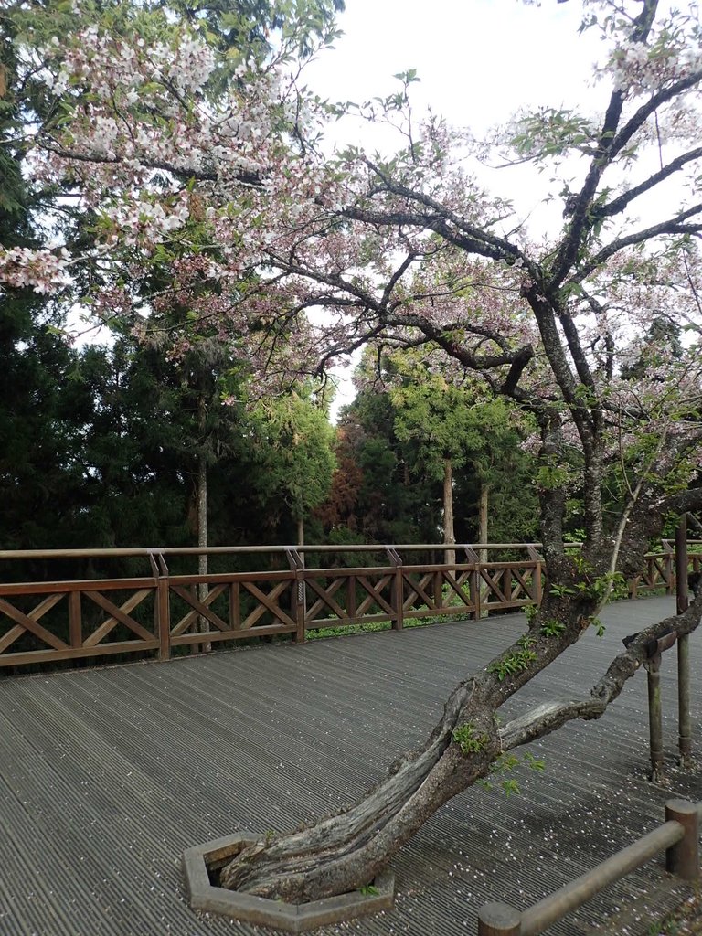 P3268045.JPG - 阿里山  沼平公園  賞櫻