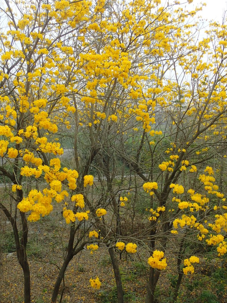 P3066605.JPG - 竹塘  田頭堤防  黃花風鈴木