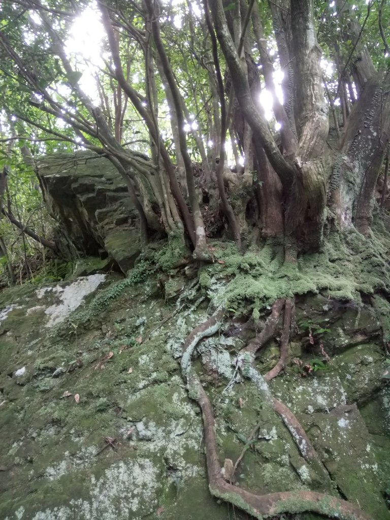 DSC_5368.JPG - 九份  小粗坑越嶺古道