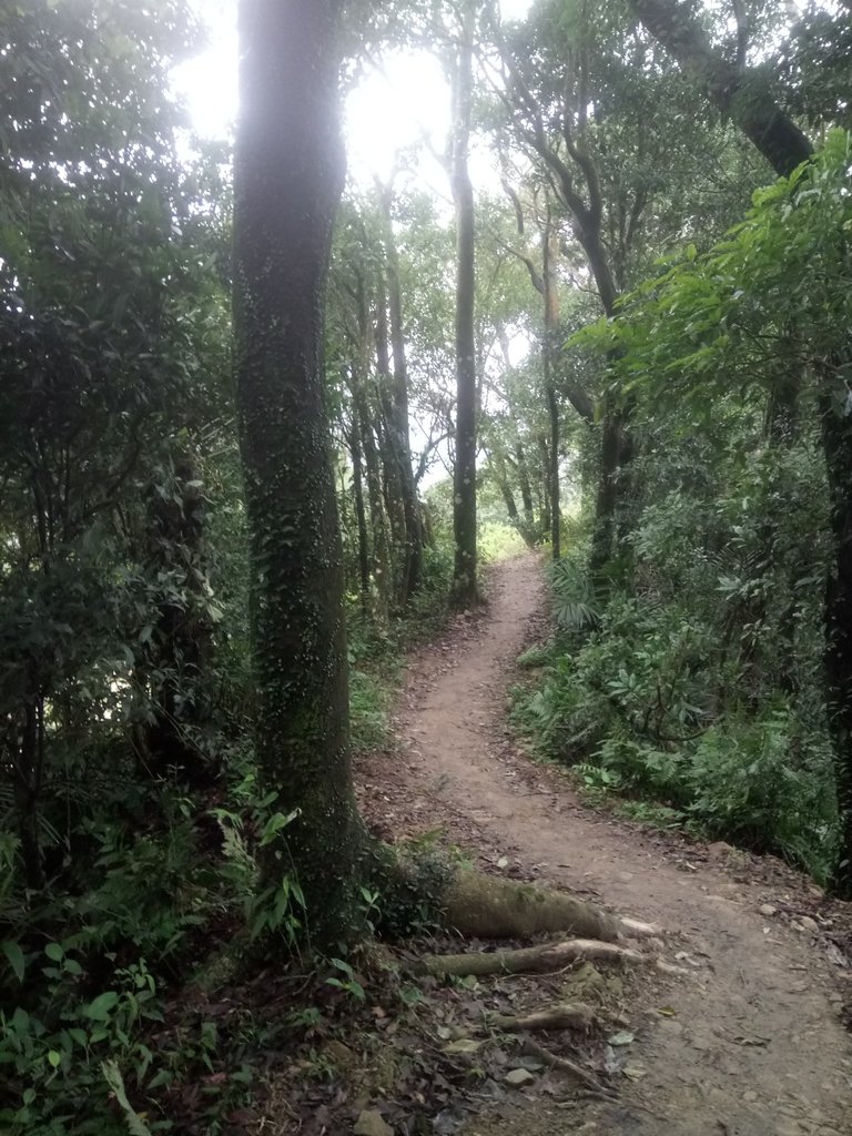 DSC_2862.JPG - 大湖  關刀山步道  (聖關段)