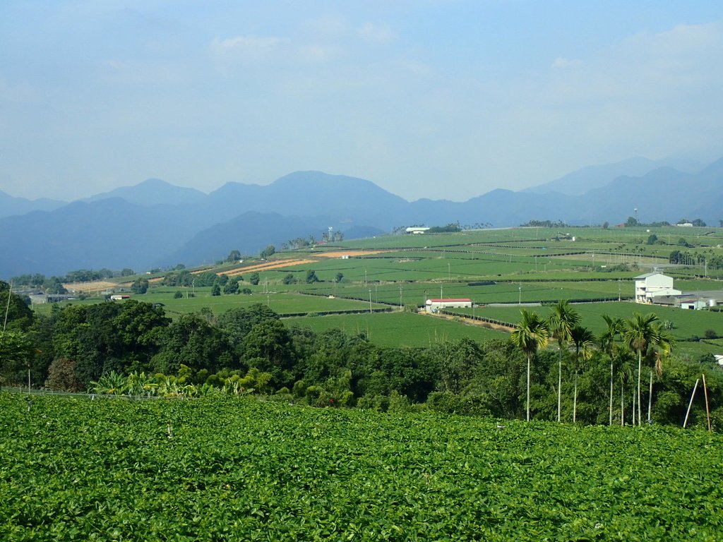 PA282148.JPG - 埔里  大坪頂  百香果園