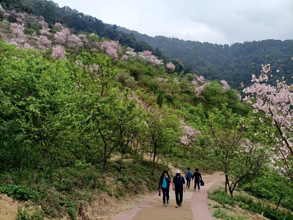 IMG20210226131644.jpg - 三峽  熊空  大熊櫻花林