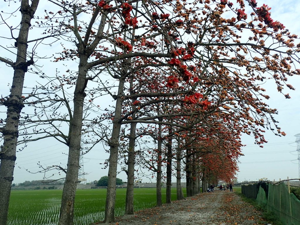 P3066497.JPG - 竹塘  田頭  木棉花道