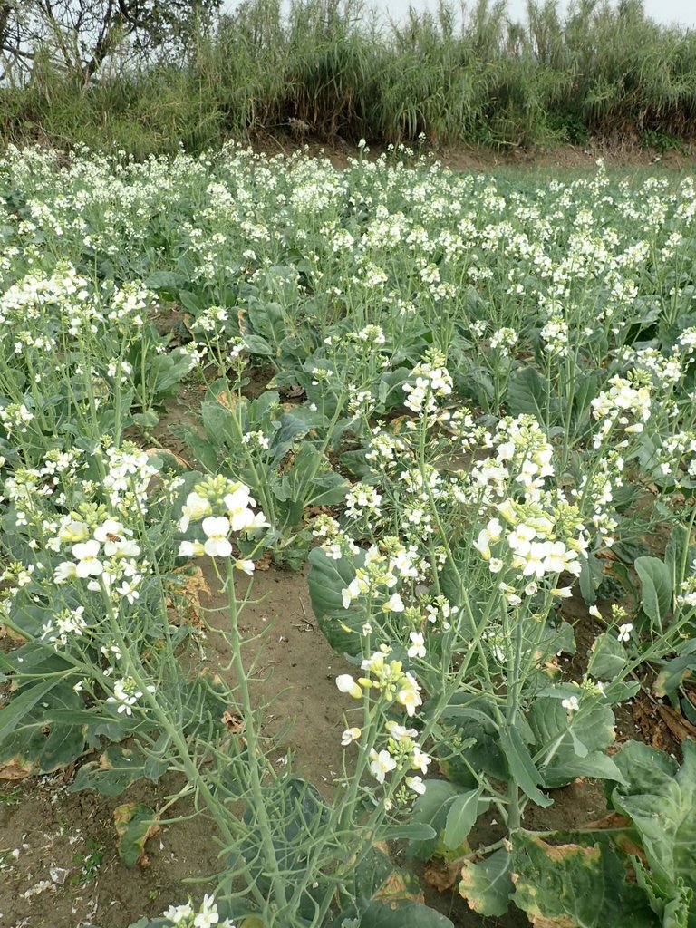 P2024805.JPG - 淡海  洲子灣  芥藍菜花田