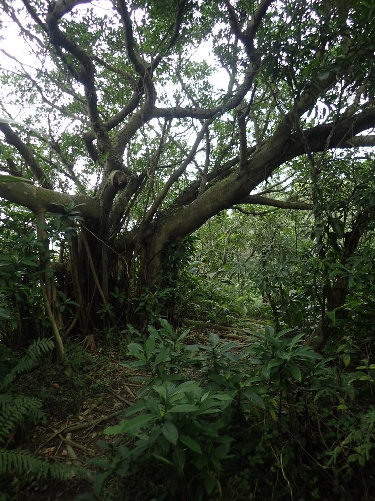 P1233699.JPG - 基隆  槓子寮山