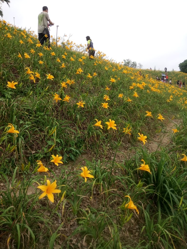 DSC_0547.JPG - 花壇  虎山岩  金針花季