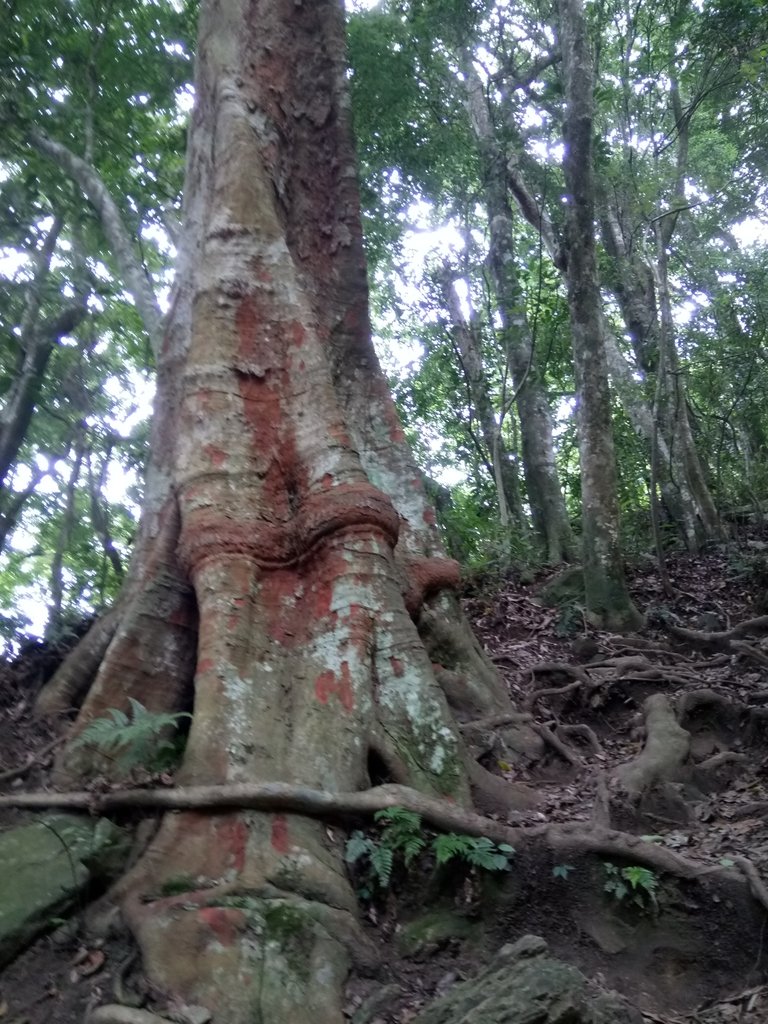 DSC_9546.JPG - 苗栗  泰安  虎山行