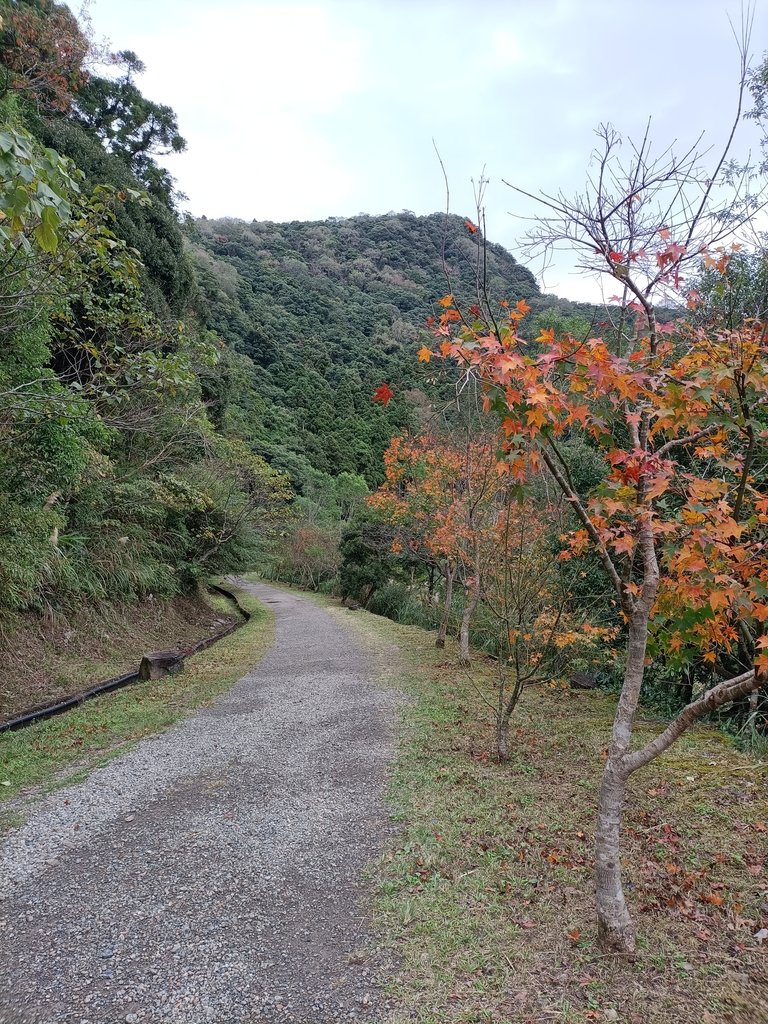 IMG20201215122251.jpg - 東眼山  東滿步道