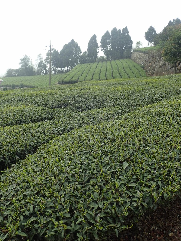 P3257864.JPG - 阿里山  隙頂茶園之美