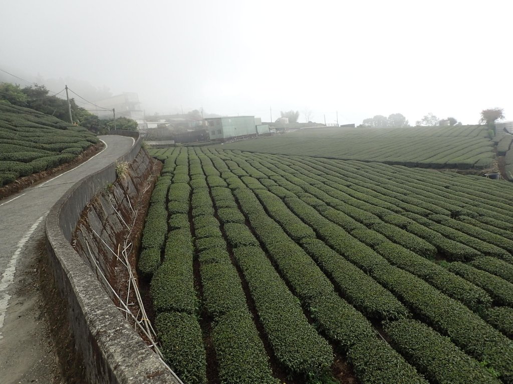 P3257898.JPG - 阿里山  頂石卓茶園之美