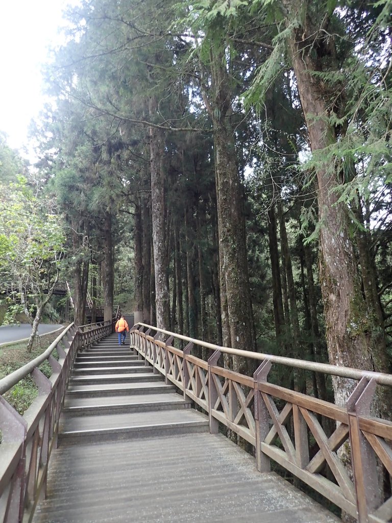 P3268046.JPG - 阿里山  沼平公園  賞櫻