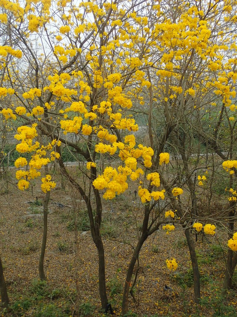 P3066603.JPG - 竹塘  田頭堤防  黃花風鈴木