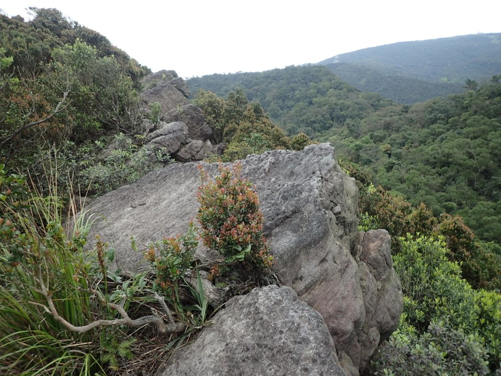 P3160143.JPG - 汐止  金面山(金明山)  稜線步道