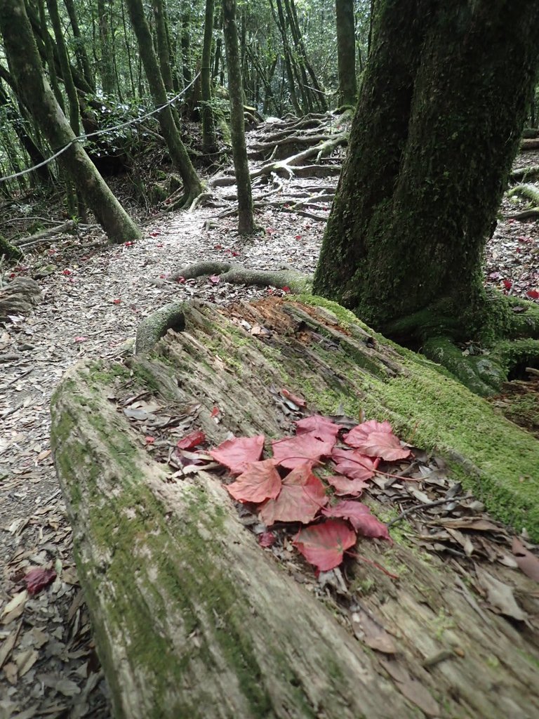 PA185644.JPG - 台中  和平  稍來山