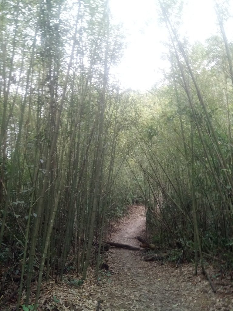 DSC_2864.JPG - 大湖  關刀山步道  (聖關段)