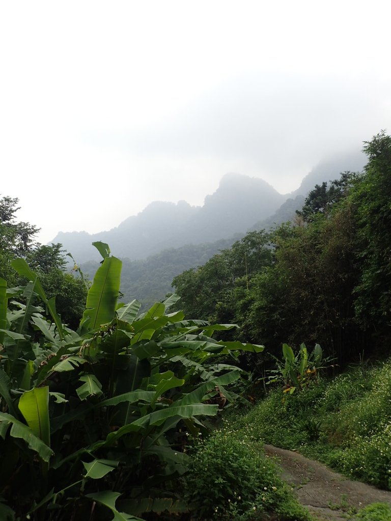 P9108372.JPG - 新竹  五指山登山步道