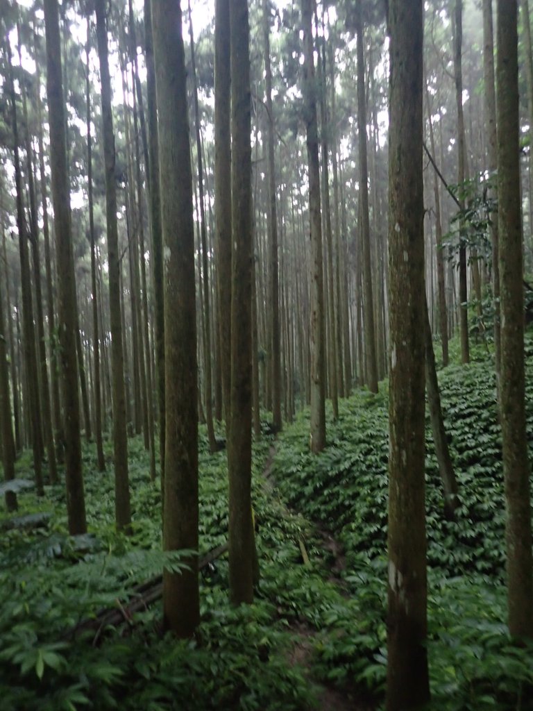 P9250247.JPG - 南庄  向天湖山  光天高山