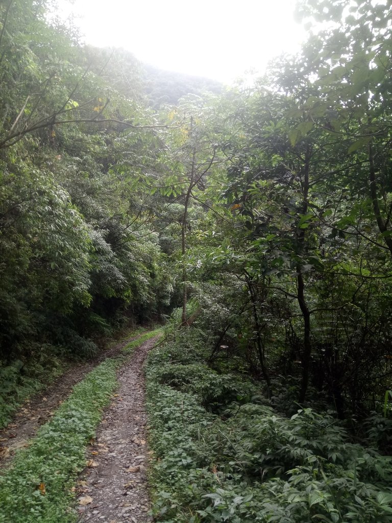 DSC_4117.JPG - 魚池  大尖山  鹽土坑林道