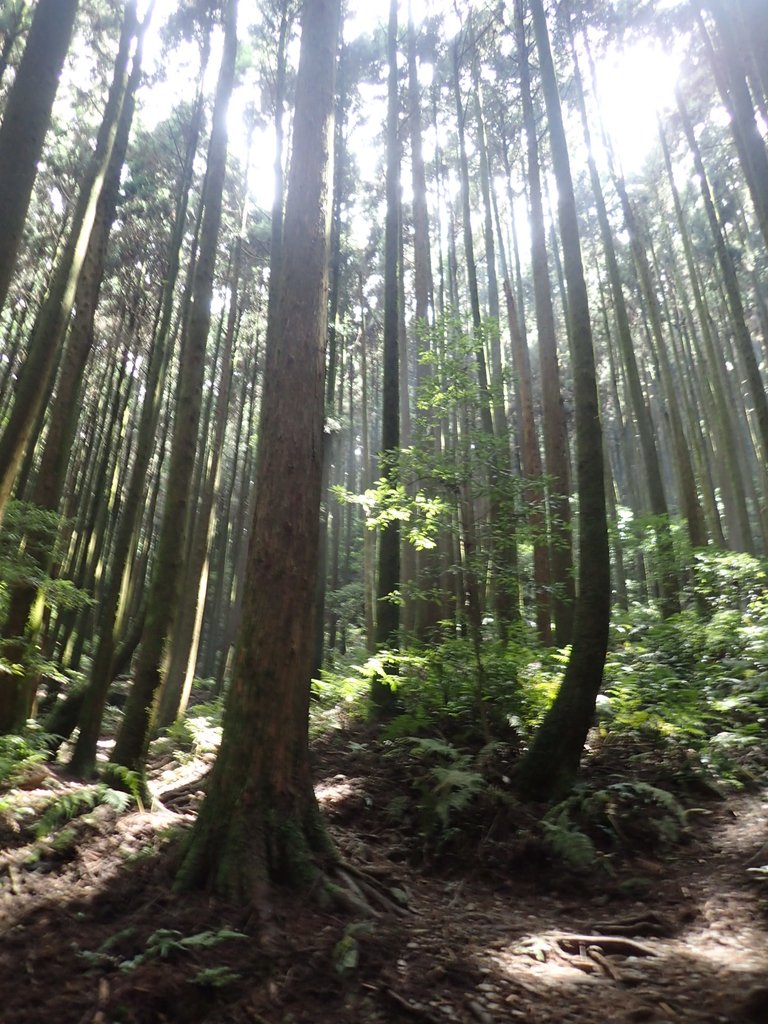 P7235882.JPG - 台中和平  長壽山登山步道  (下)