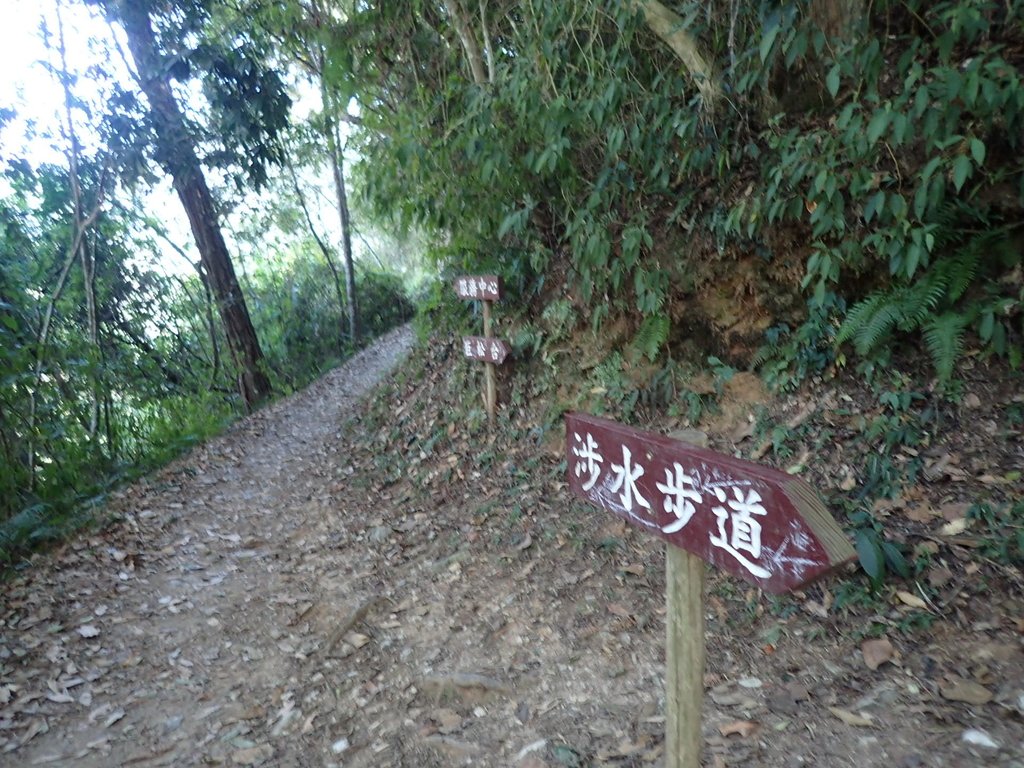 PB225073.JPG - 仁愛  惠蓀林場  巨松臺步道