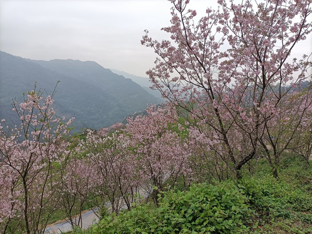 IMG20210226134706.jpg - 三峽  熊空  大熊櫻花林