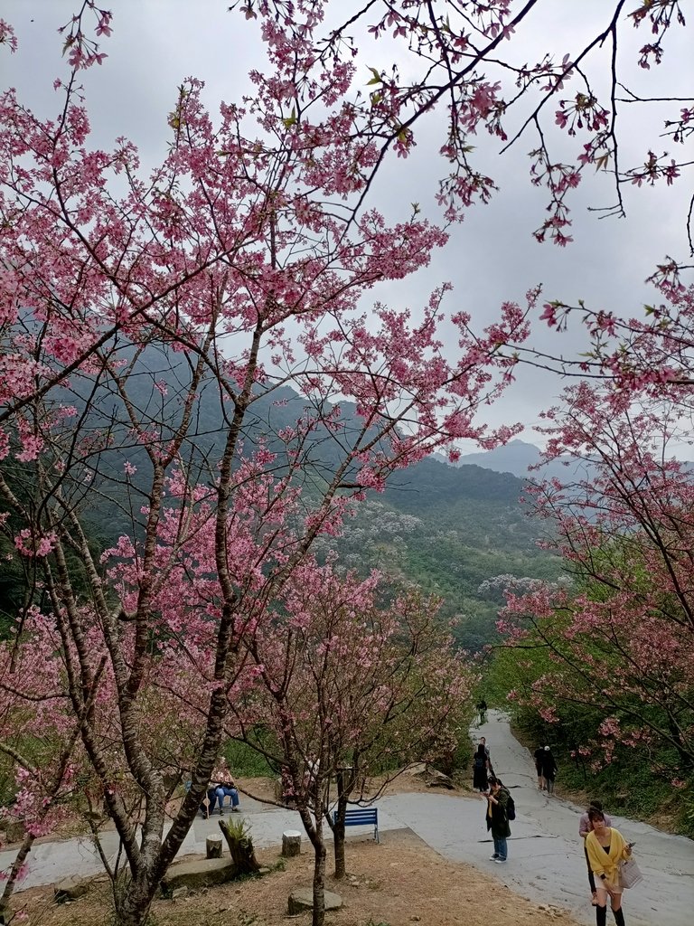 IMG20210226123637.jpg - 三峽  熊空  大熊櫻花林