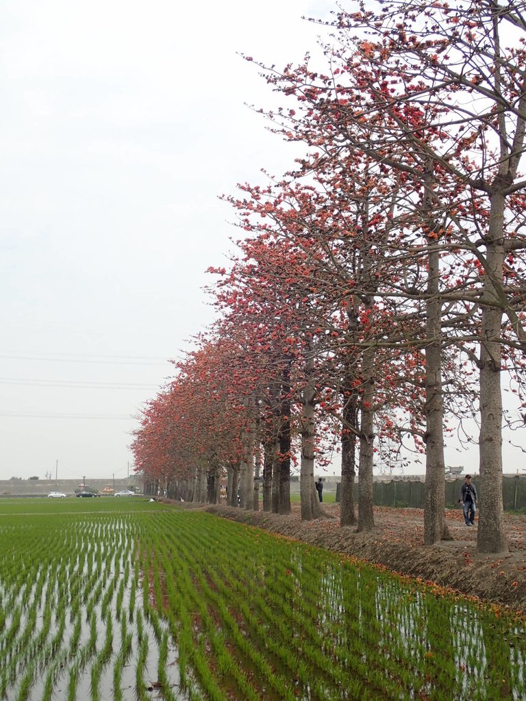 P3066503.JPG - 竹塘  田頭  木棉花道