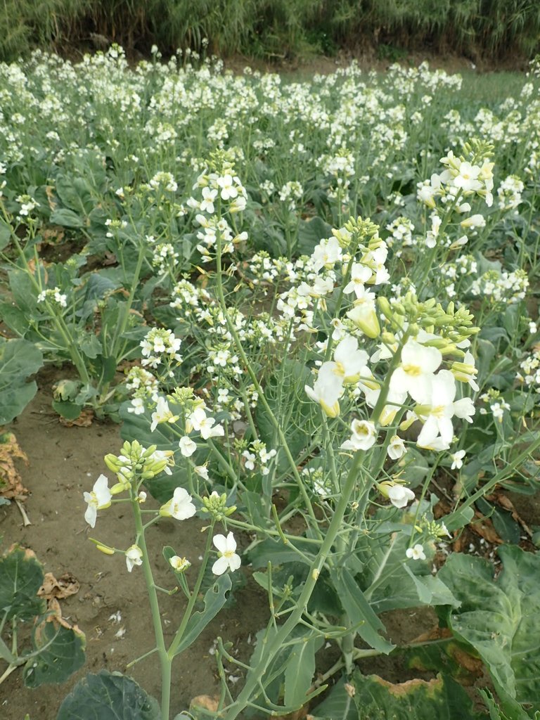 P2024806.JPG - 淡海  洲子灣  芥藍菜花田