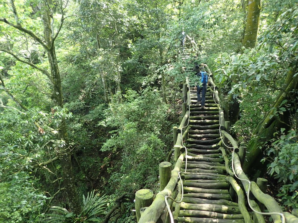 P5117158.JPG - 大坑四號步道  頭嵙山