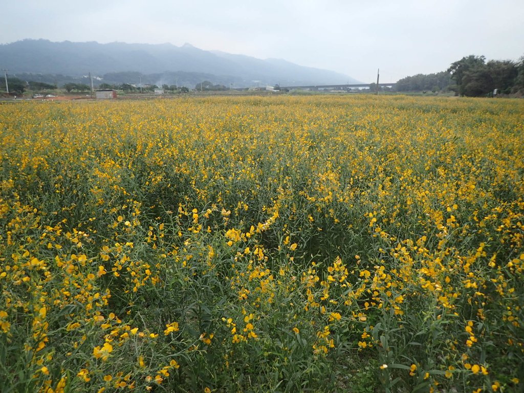 PC010721.JPG - 銅鑼  九湖村  太陽麻花田