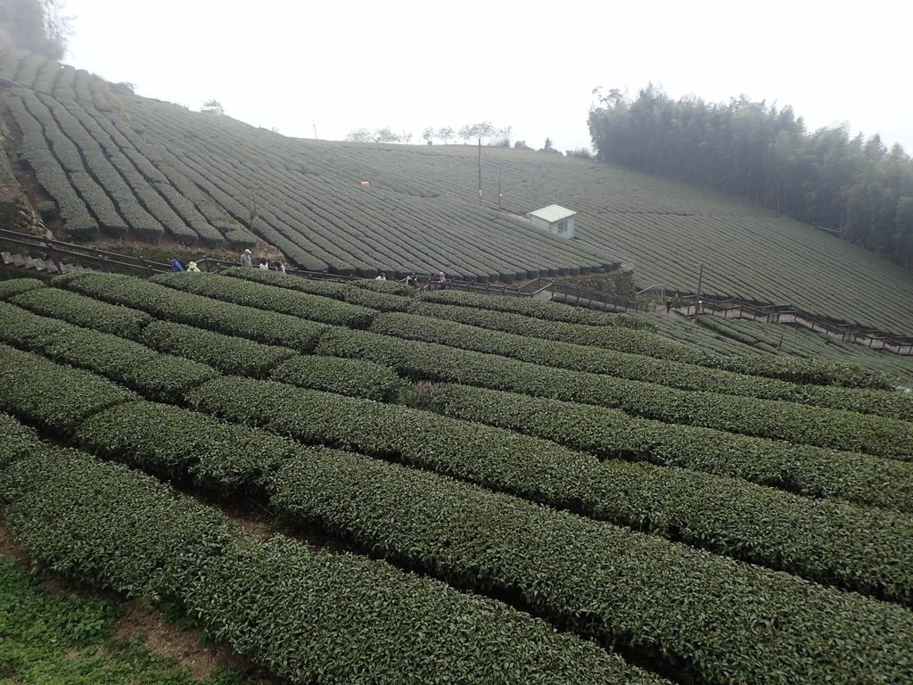 P3257904.JPG - 阿里山  頂石卓茶園之美