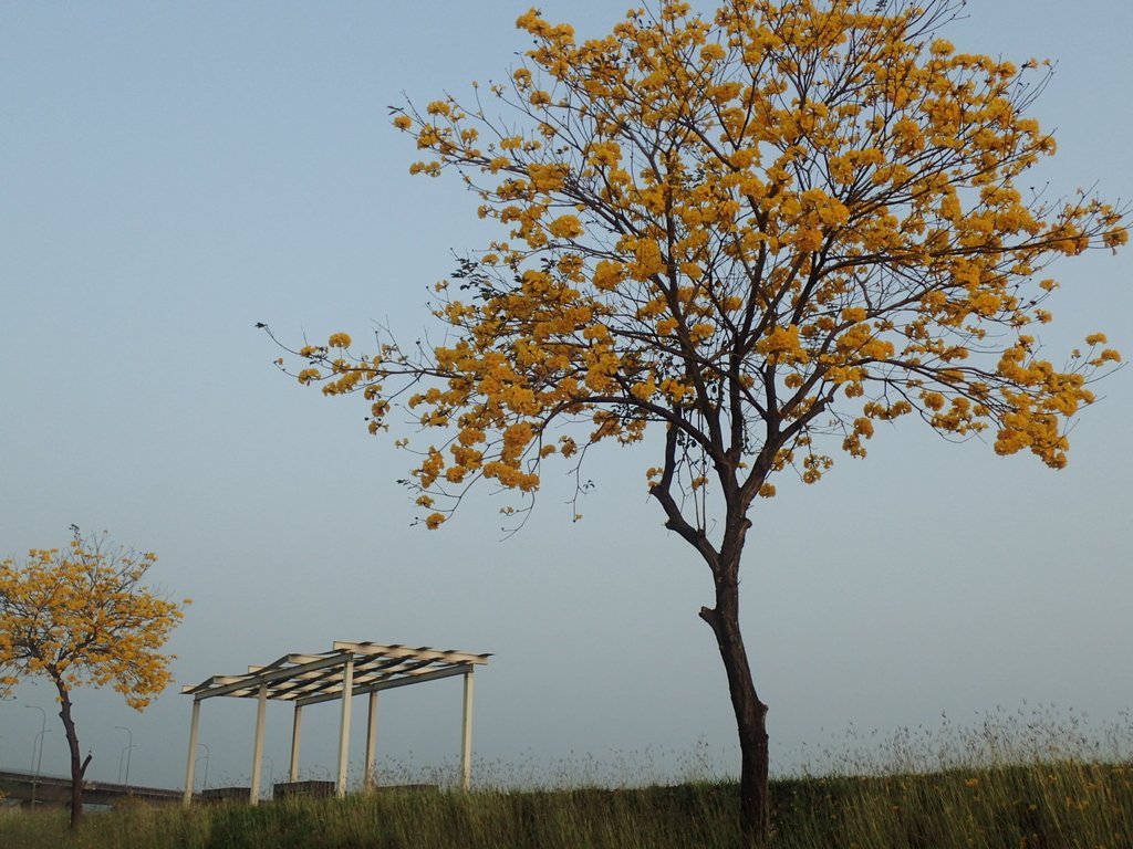 P3066268.JPG - 南投  貓羅溪畔  黃花風鈴木