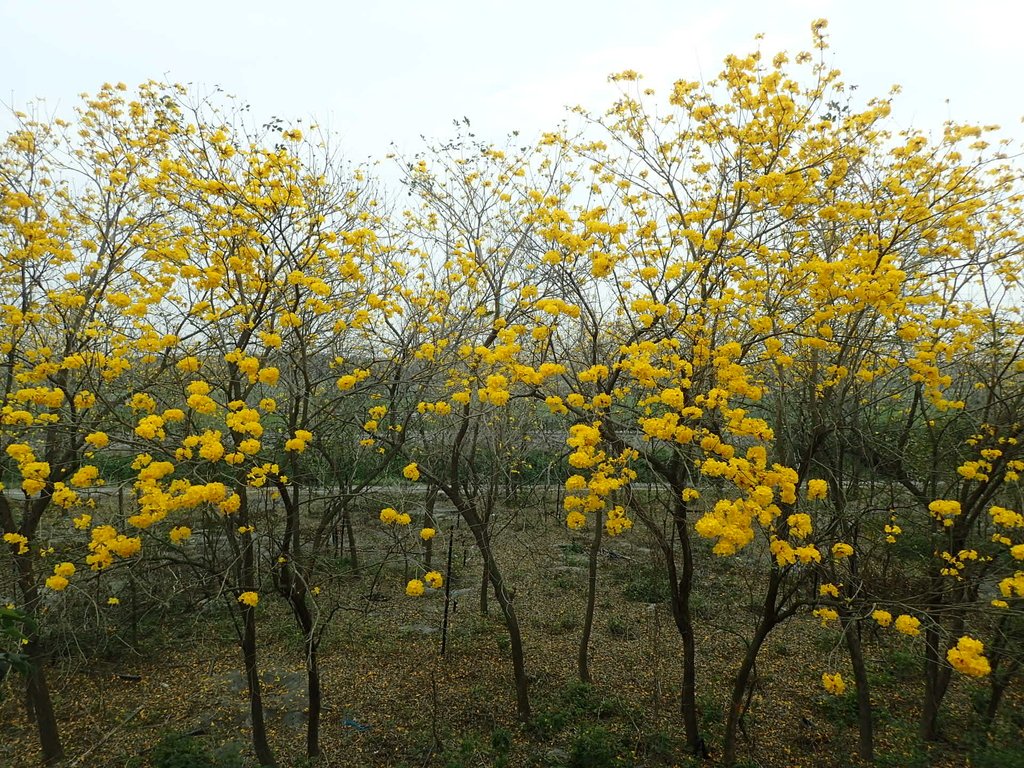 P3066615.JPG - 竹塘  田頭堤防  黃花風鈴木