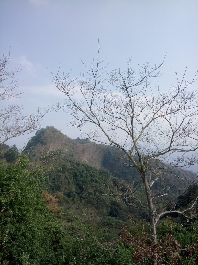 DSC_7366.JPG - 草屯平林  九九峰森林步道