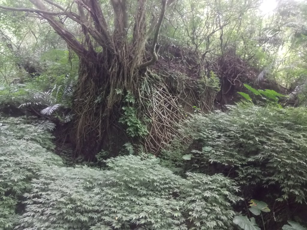 DSC_5994.JPG - 深坑  土庫岳登山步道  (01)