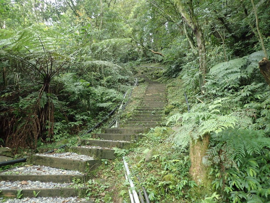 P3170414.JPG - 坪林  水聳淒坑步道