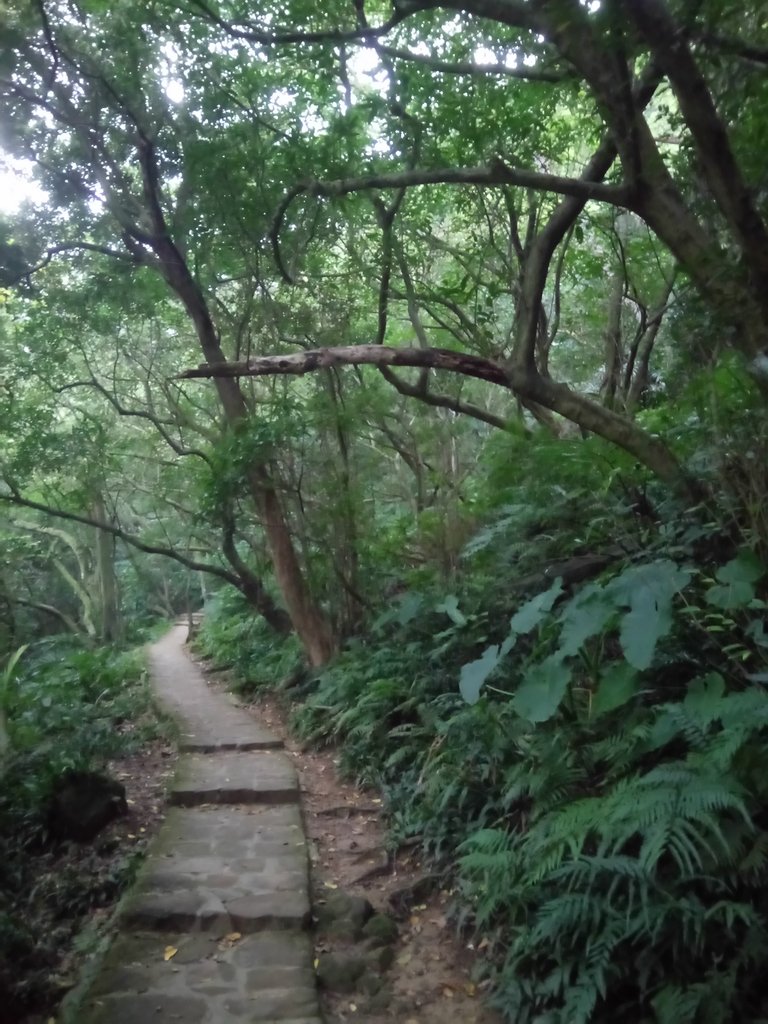 DSC_9248.JPG - 內湖  白鷺鷥山親山步道