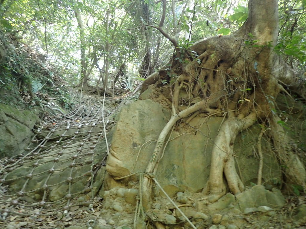 P4161424.JPG - 霧峰  青桐林生態園區