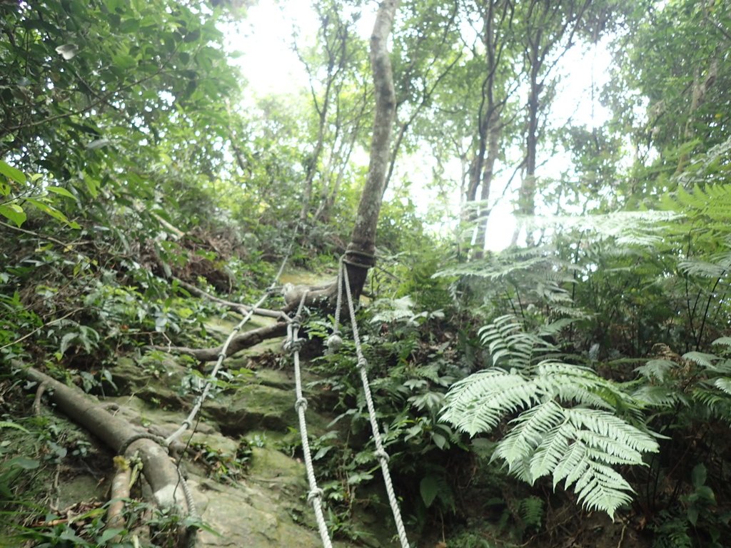 P7025044.JPG - 大溪  金面山登山步道