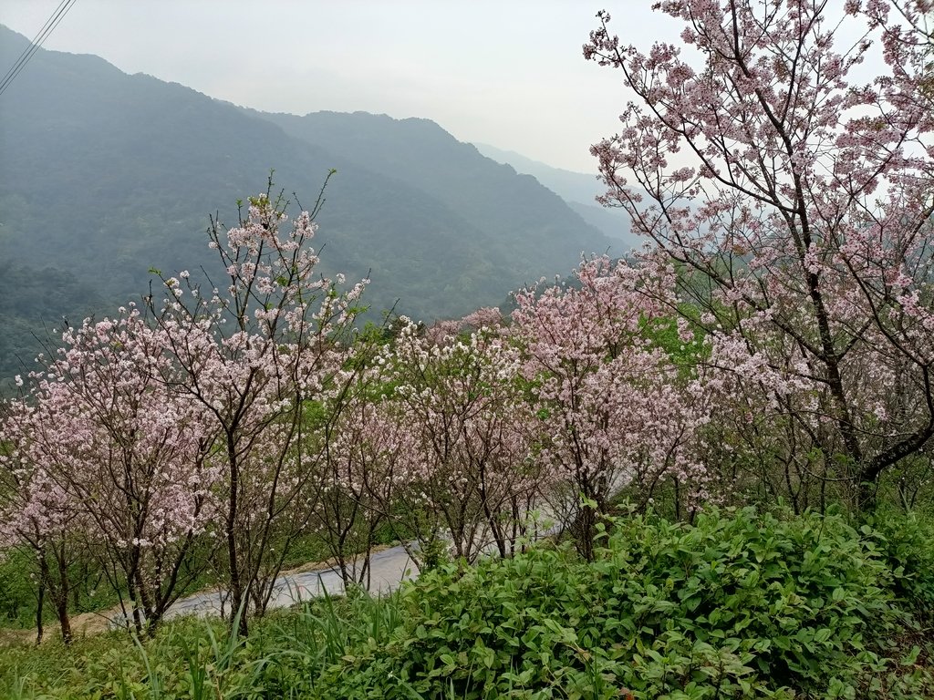 IMG20210226134711.jpg - 三峽  熊空  大熊櫻花林