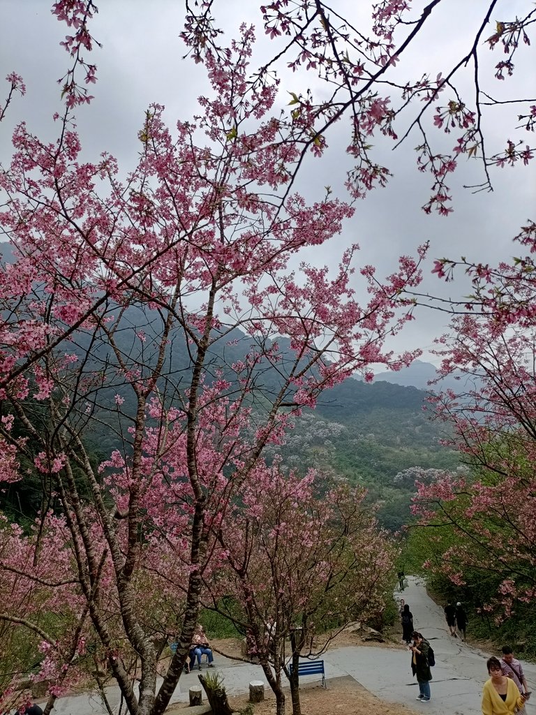 IMG20210226123639.jpg - 三峽  熊空  大熊櫻花林