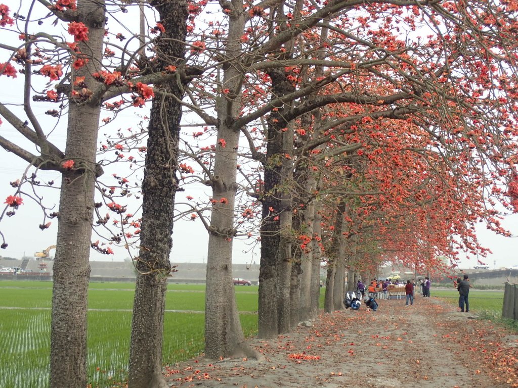 P3066505.JPG - 竹塘  田頭  木棉花道