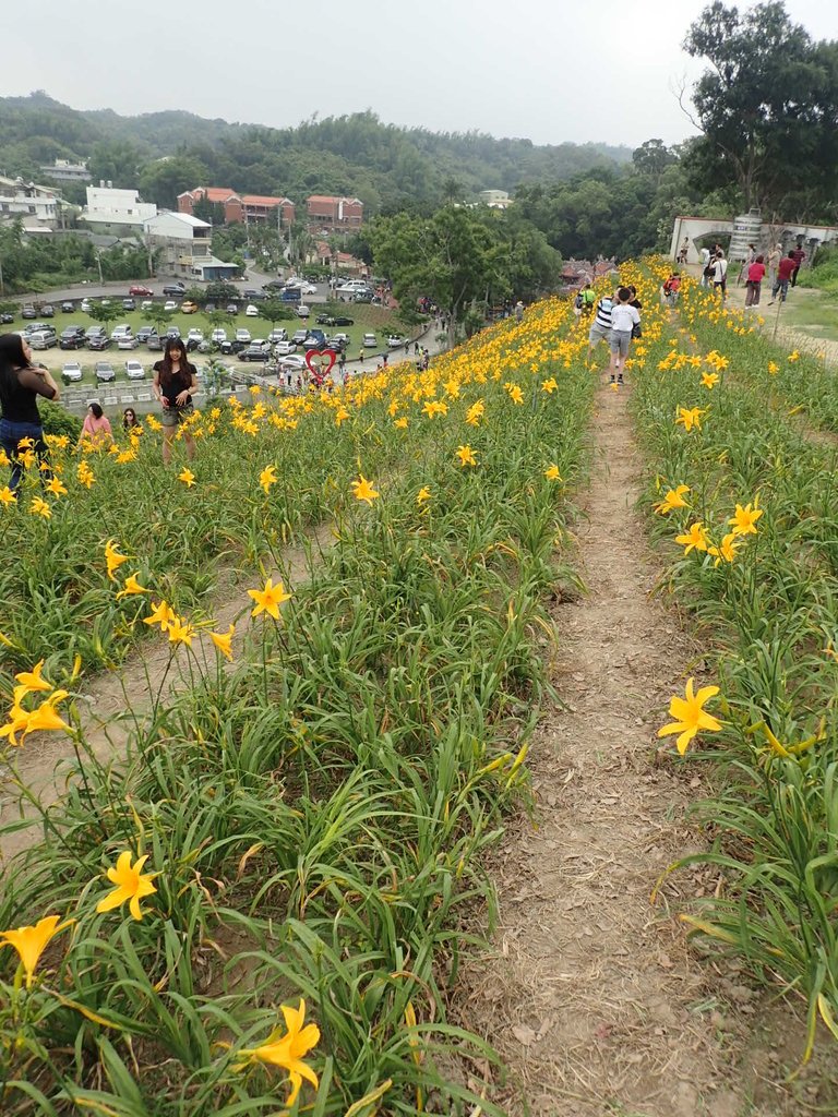 P4285726.JPG - 花壇  虎山岩  金針花季