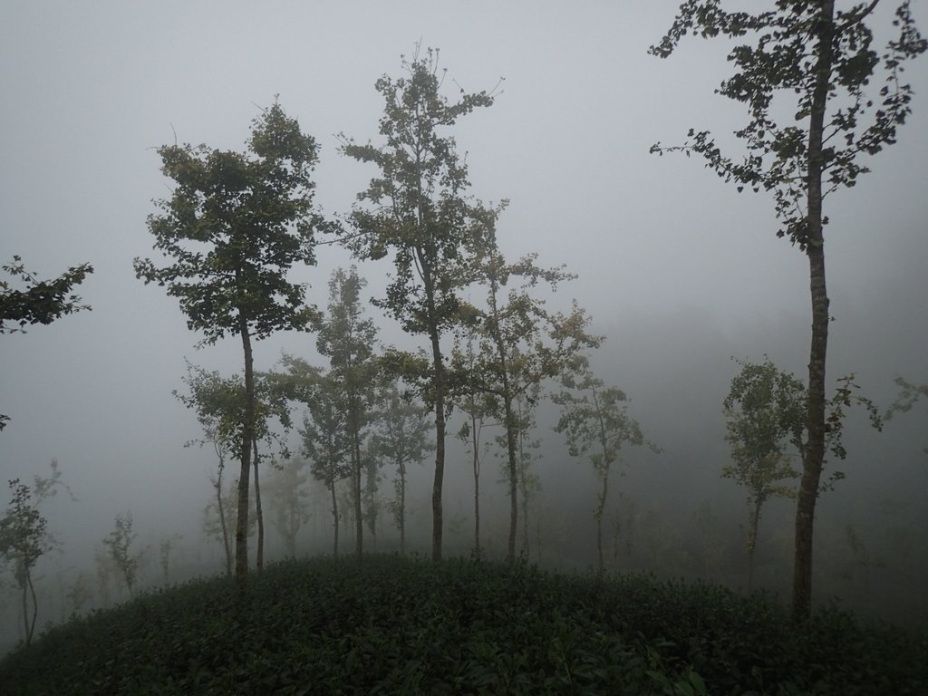 PA171025.JPG - 鹿谷  大崙山  霧中茶園之美(01)