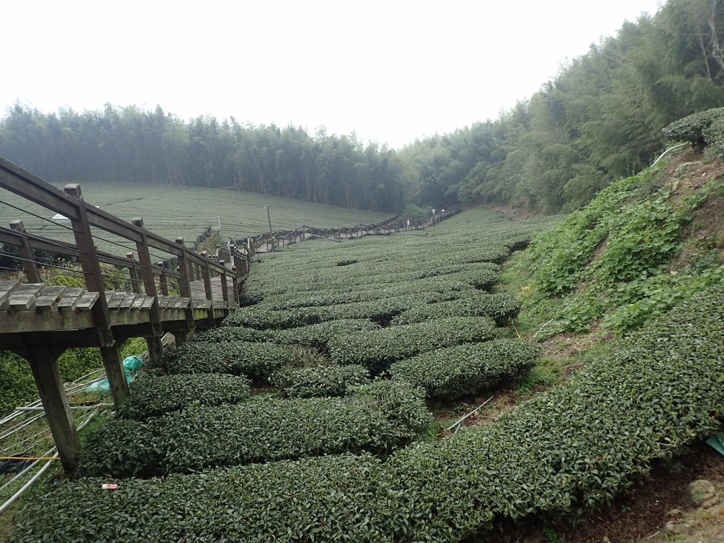 P3257910.JPG - 阿里山  頂石卓茶園之美