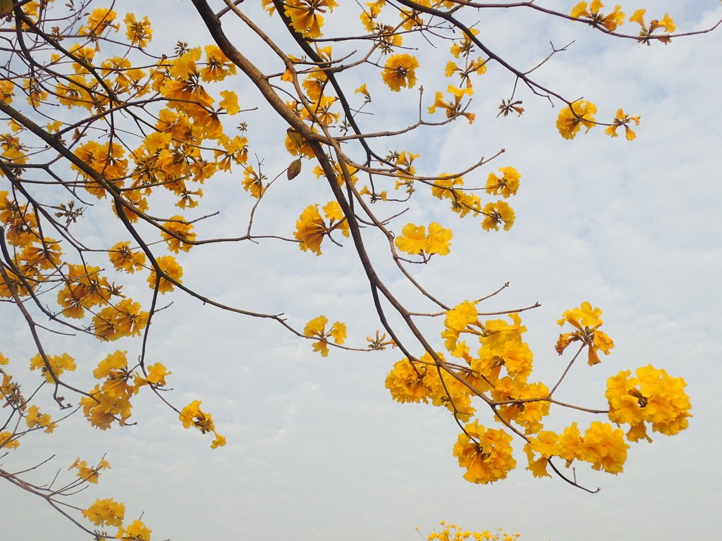 P3066310.JPG - 南投  貓羅溪畔  黃花風鈴木