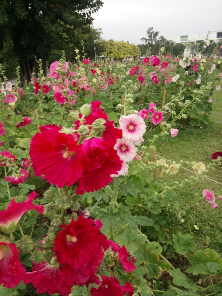 DSC_9194.JPG - 花博公園  蜀葵花季