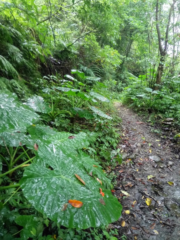 DSC_5092.JPG - 烏來  西坑林道  探幽