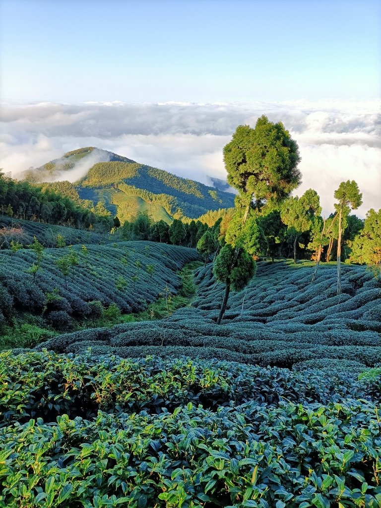 IMG20210107160810.jpg - 鹿谷  大崙山觀光茶園  (01)